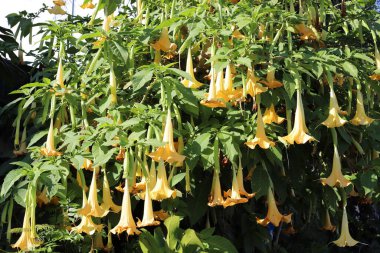 Şehir parkındaki bir çiçeklikte yaz çiçekleri. İsrail 'de sıcak yaz. 