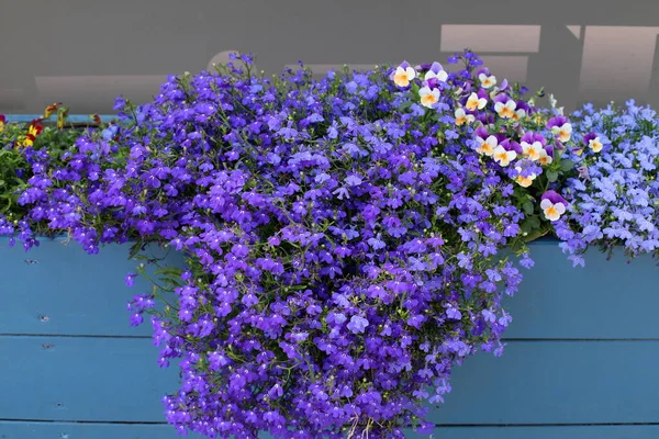 Letní Květiny Květinovém Záhonu Městském Parku Horké Léto Izraeli — Stock fotografie