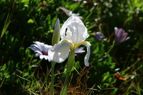 Fiori Estivi Aiuola Parco Cittadino Estate Calda Israele — Foto Stock