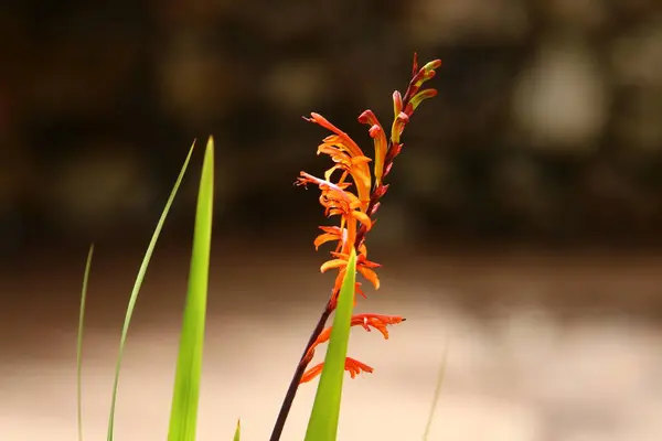 Fiori Estivi Aiuola Parco Cittadino Estate Calda Israele — Foto Stock