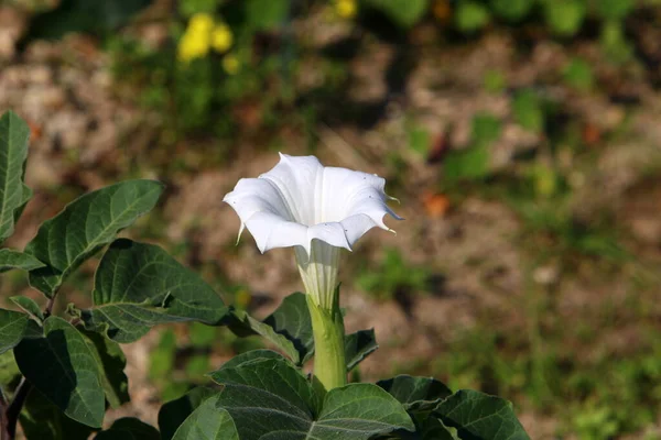 市内公園の花壇に夏の花 イスラエルの暑い夏 — ストック写真