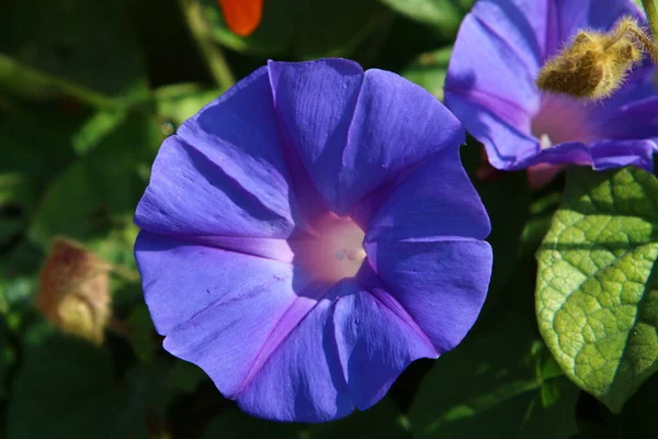 市内公園の花壇に夏の花 イスラエルの暑い夏 — ストック写真