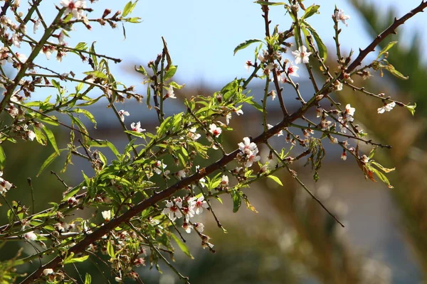 Летние Цветы Клумбе Городском Парке Жаркое Лето Израиле — стоковое фото