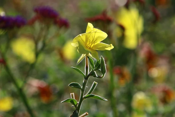 市内公園の花壇に夏の花 イスラエルの暑い夏 — ストック写真