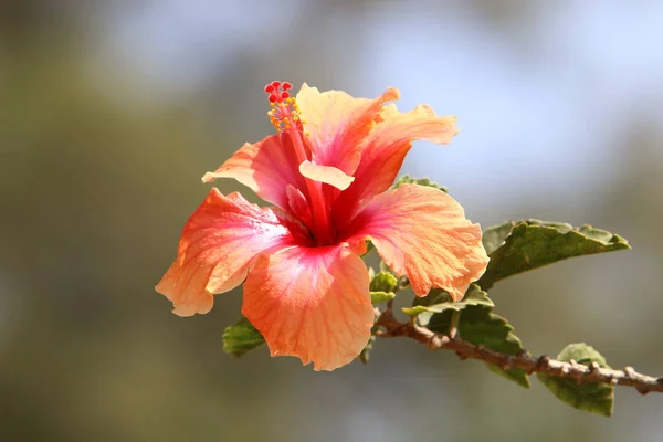 夏天的花朵在城市公园的花坛上绽放 以色列炎热的夏天 — 图库照片
