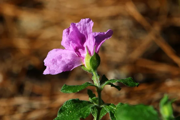 Sommaren Blommor Rabatt Stadspark Varm Sommar Israel — Stockfoto