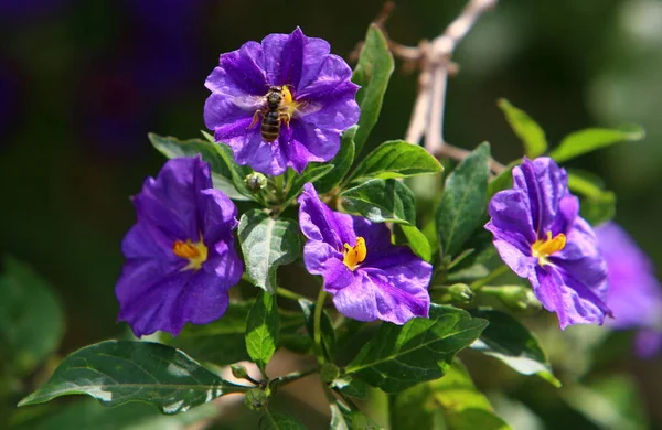 Sommaren Blommor Rabatt Stadspark Varm Sommar Israel — Stockfoto