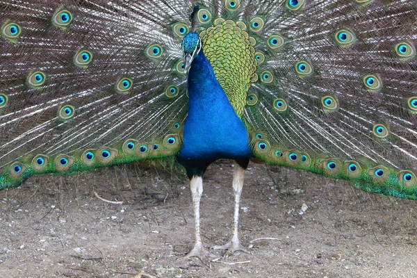 Paon Mâle Avec Une Grande Queue Élégante Dans Parc Ville — Photo