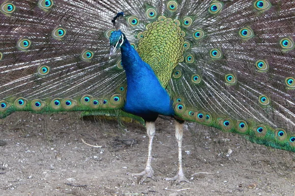 Peacock Male Large Elegant Tail City Park Israel — Stock Photo, Image