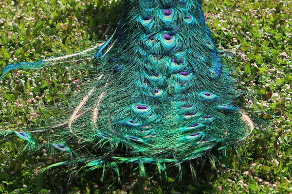 Peacock Male Large Elegant Tail City Park Israel — Stock Photo, Image