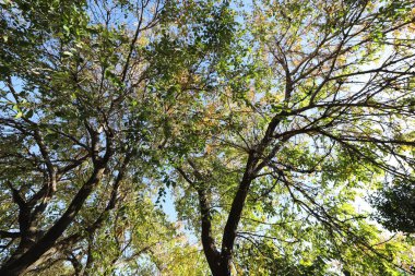 Kuzey İsrail 'deki bir şehir parkında mavi gökyüzüne karşı uzun bir ağacın tacı. 