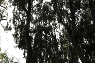 Kuzey İsrail 'deki bir şehir parkında mavi gökyüzüne karşı uzun bir ağacın tacı. 