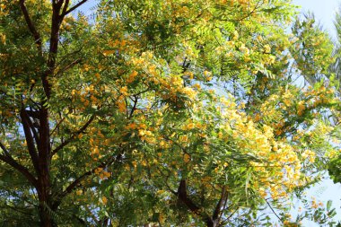 Kuzey İsrail 'deki bir şehir parkında mavi gökyüzüne karşı uzun bir ağacın tacı. 