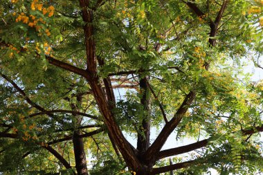 Kuzey İsrail 'deki bir şehir parkında mavi gökyüzüne karşı uzun bir ağacın tacı. 