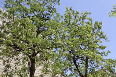 Kuzey İsrail 'deki bir şehir parkında mavi gökyüzüne karşı uzun bir ağacın tacı. 