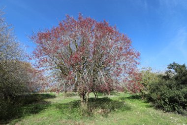 Kuzey İsrail 'deki bir şehir parkında mavi gökyüzüne karşı uzun bir ağacın tacı. 