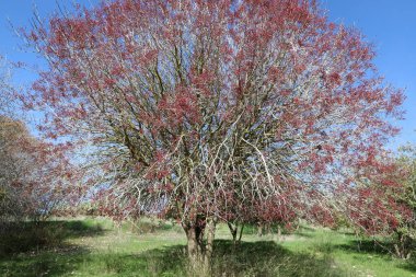 Kuzey İsrail 'deki bir şehir parkında mavi gökyüzüne karşı uzun bir ağacın tacı. 
