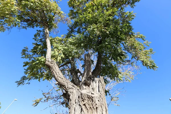 Corona Árbol Alto Contra Cielo Azul Parque Urbano Norte Israel — Foto de Stock