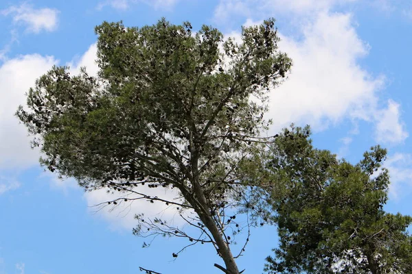 Coroa Uma Árvore Alta Contra Céu Azul Parque Cidade Norte — Fotografia de Stock