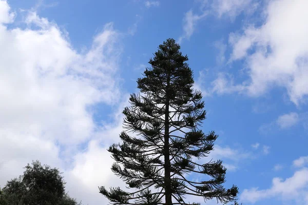 以色列北部一个城市公园里一棵高树的树冠与蓝天相映成趣 — 图库照片