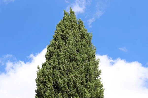 Στέμμα Ενός Ψηλού Δέντρου Ενάντια Έναν Γαλάζιο Ουρανό Ένα Πάρκο — Φωτογραφία Αρχείου