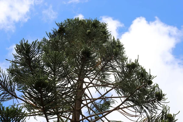 Couronne Grand Arbre Contre Ciel Bleu Dans Parc Urbain Dans — Photo