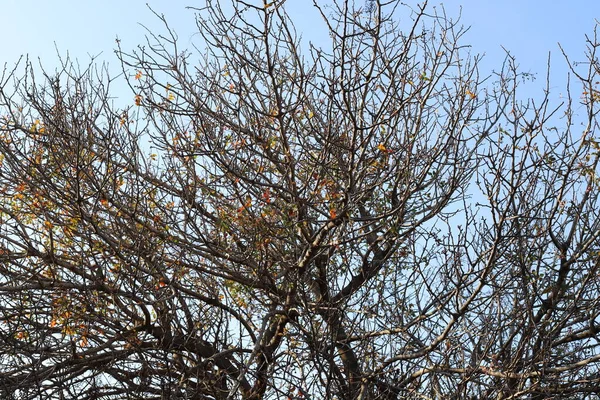 Coroa Uma Árvore Alta Contra Céu Azul Parque Cidade Norte — Fotografia de Stock