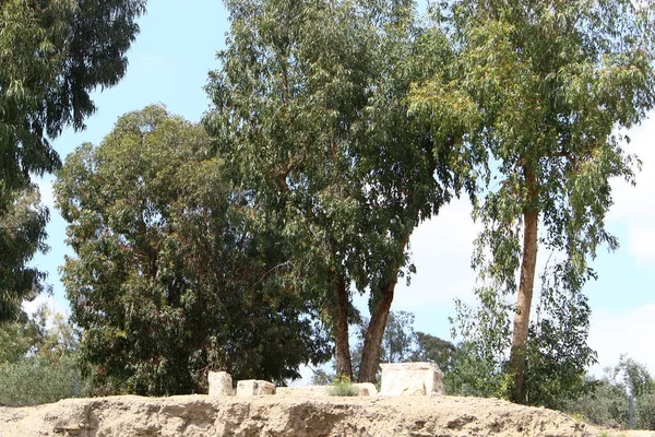Корона Высокого Дерева Фоне Голубого Неба Городском Парке Севере Израиля — стоковое фото