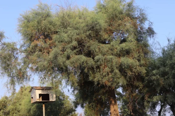 Kroon Van Een Hoge Boom Tegen Een Blauwe Lucht Een — Stockfoto