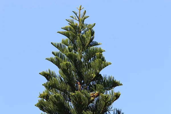 Kronan Ett Högt Träd Mot Blå Himmel Stadspark Norra Israel — Stockfoto