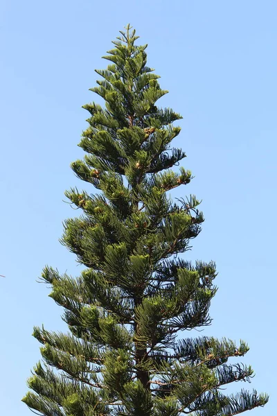 Coroa Uma Árvore Alta Contra Céu Azul Parque Cidade Norte — Fotografia de Stock