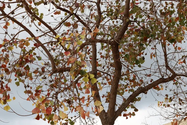 Coroa Uma Árvore Alta Contra Céu Azul Parque Cidade Norte — Fotografia de Stock