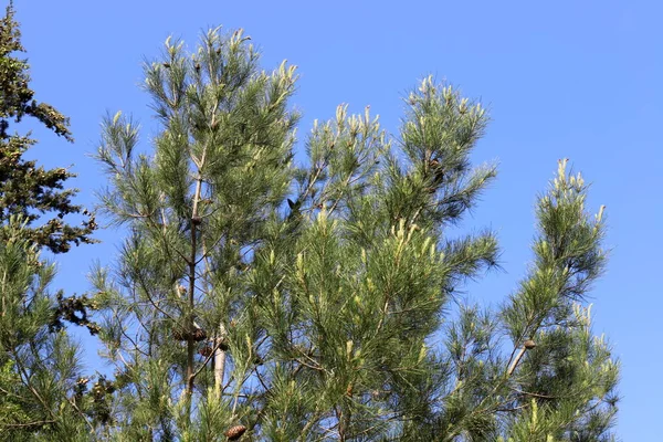 Στέμμα Ενός Ψηλού Δέντρου Ενάντια Έναν Γαλάζιο Ουρανό Ένα Πάρκο — Φωτογραφία Αρχείου