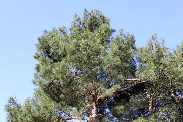 北イスラエルの都市公園の青い空に背の高い木の冠 — ストック写真