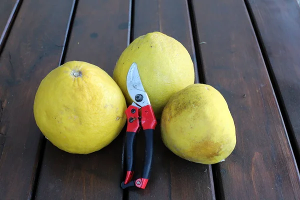 Légumes Fruits Frais Sur Comptoir Une Épicerie Ville Akko Dans — Photo