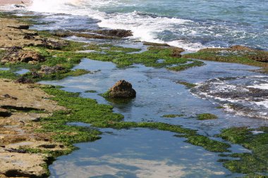 Kuzey İsrail 'de Akdeniz' de taşların üzerindeki yeşil yosunlar 