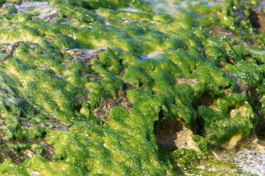 Kuzey İsrail 'de Akdeniz' de taşların üzerindeki yeşil yosunlar 