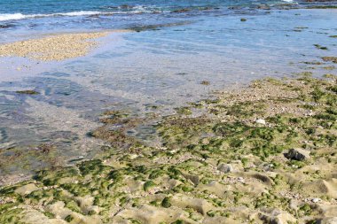 Kuzey İsrail 'de Akdeniz' de taşların üzerindeki yeşil yosunlar 