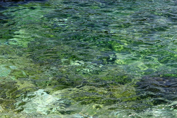 Groene Algen Stenen Aan Middellandse Zee Het Noorden Van Israël — Stockfoto