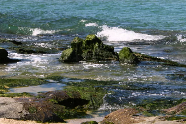 Groene Algen Stenen Aan Middellandse Zee Het Noorden Van Israël — Stockfoto