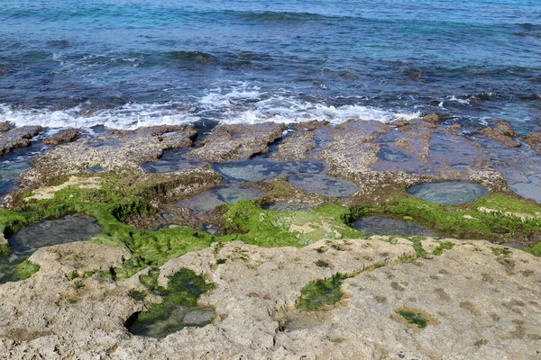 Grünalgen Auf Steinen Mittelmeer Norden Israels — Stockfoto