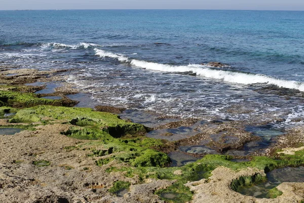 Algas Verdes Sobre Pedras Mar Mediterrâneo Norte Israel — Fotografia de Stock