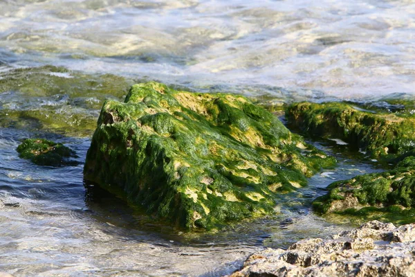 Kuzey Srail Akdeniz Taşların Üzerindeki Yeşil Yosunlar — Stok fotoğraf