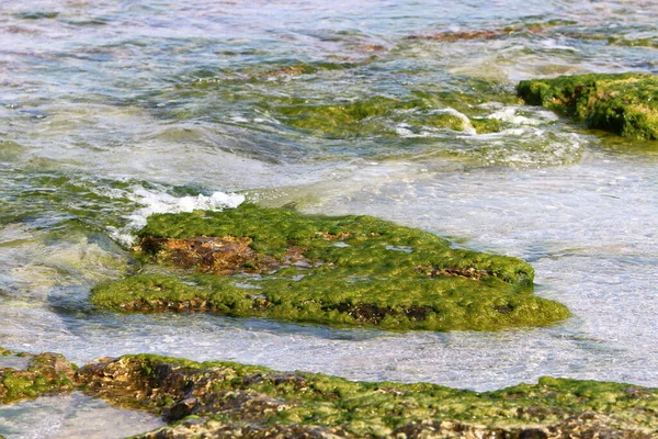 Algas Verdes Sobre Pedras Mar Mediterrâneo Norte Israel — Fotografia de Stock