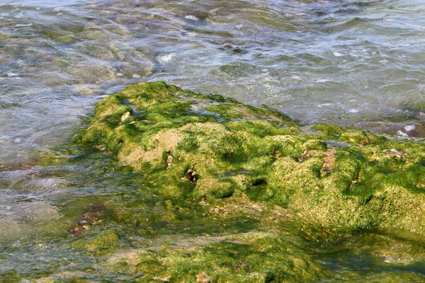 Algas Verdes Sobre Piedras Mar Mediterráneo Norte Israel — Foto de Stock