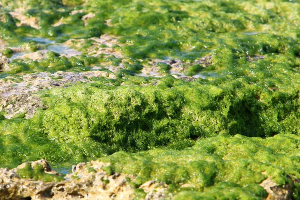 Groene Algen Stenen Aan Middellandse Zee Het Noorden Van Israël — Stockfoto