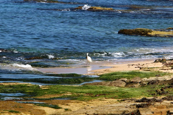 Algas Verdes Sobre Pedras Mar Mediterrâneo Norte Israel — Fotografia de Stock