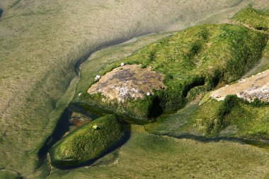 Kuzey İsrail 'de Akdeniz' de taşların üzerindeki yeşil yosunlar 