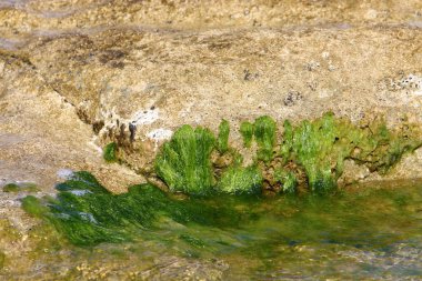 Kuzey İsrail 'de Akdeniz' de taşların üzerindeki yeşil yosunlar 