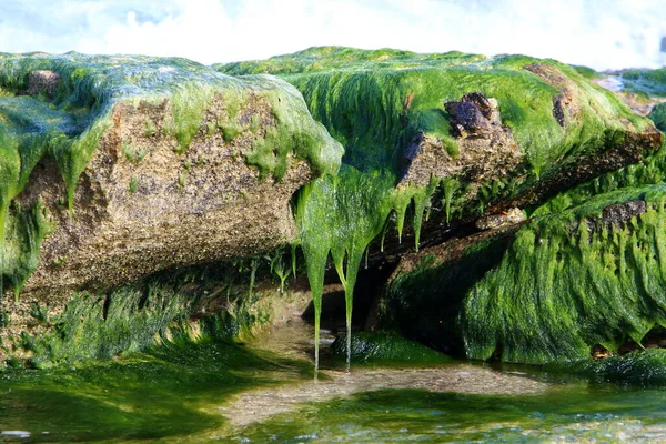 Zielone Algi Kamieniach Morzu Śródziemnym Północnym Izraelu — Zdjęcie stockowe